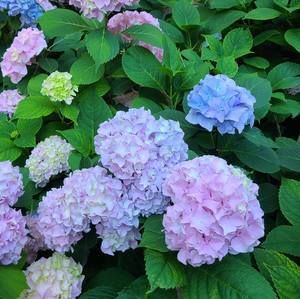 Meet your Posher, Cynthia